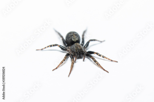 Black spider macro stock photo