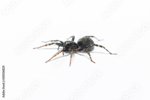 black Spider stock photo © Prosun
