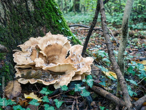 Grifola frondosa also known as hen of the woods growing at the base of a tree in the forest. Grifola frondosa is a polypore mushroom photo