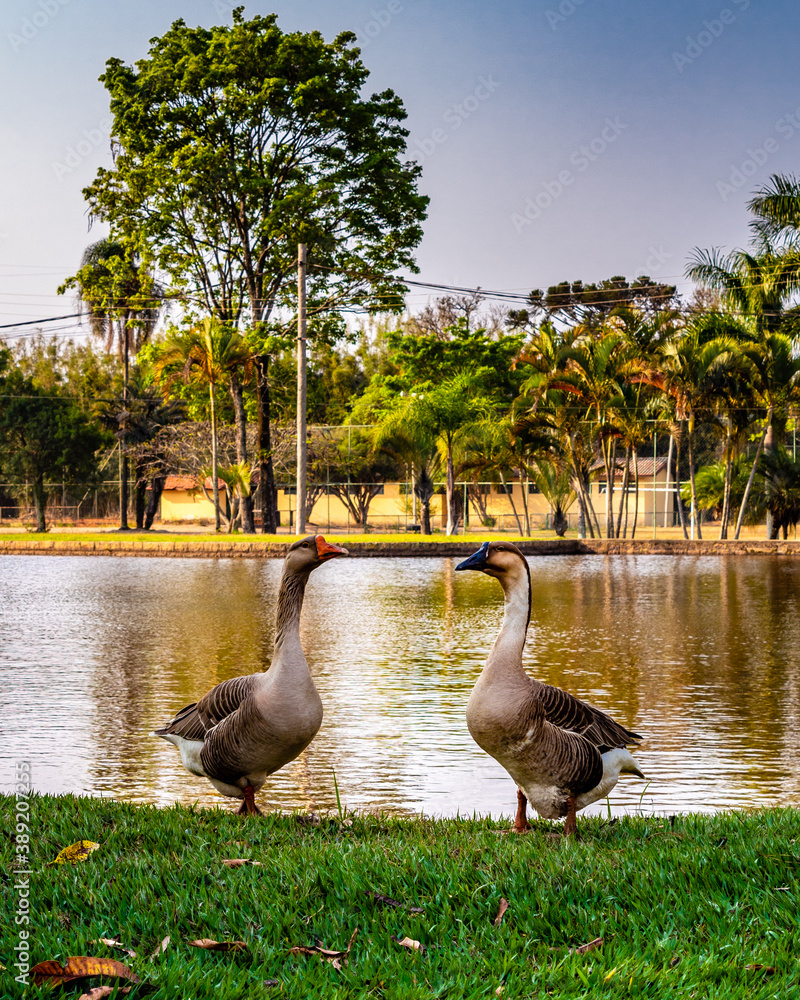 Fototapeta premium São Paulo - Brazil