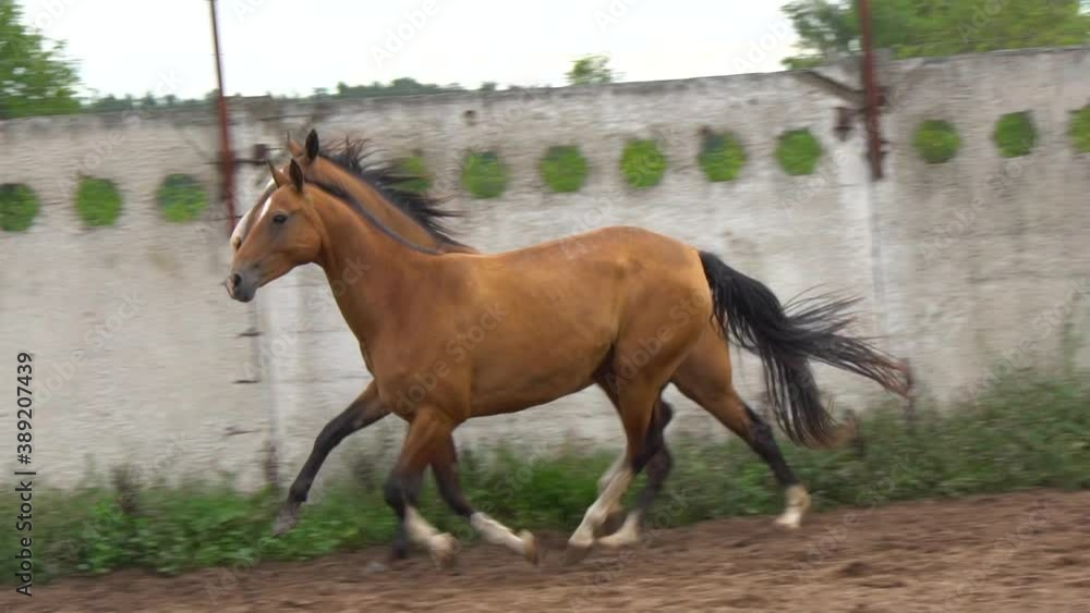 Trotting and galloping akhal-teke mares, slow-motion Trotting and galloping akhal-teke mares, slow-motion