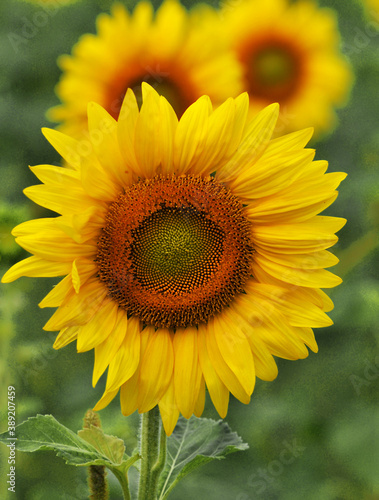 sunflower in the field