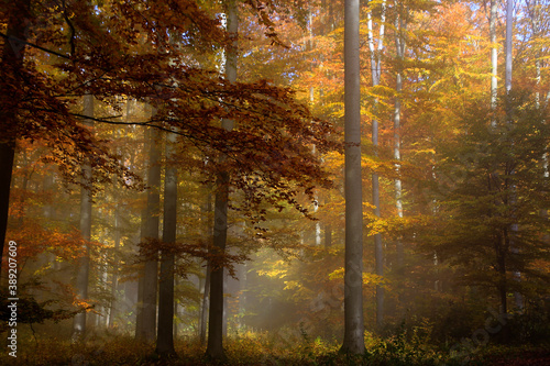 Herbst, buntes Laub, Nebel, Thüringer Rhön, Deutschland, Europa  -- Autumn, Colorful Foliage, Fog, Thuringian Rhoen, Germany, Europe © Klaus Nowottnick