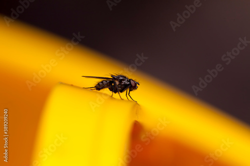 A macro shot of a Fly in the garden against a golden yellow background.Minimalistic with plenty of copy space or negative space.