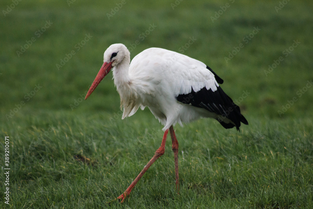 Fototapeta premium stork in the grass