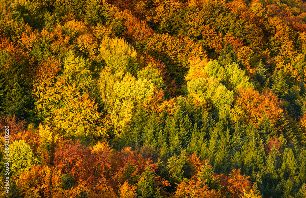 Autumn forest in South Styria Green hart of Austria
