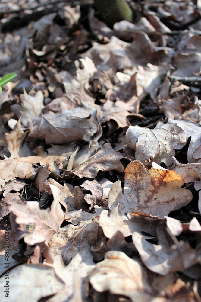 Dry fallen leaves on a forest path Dry fallen leaves on a forest path