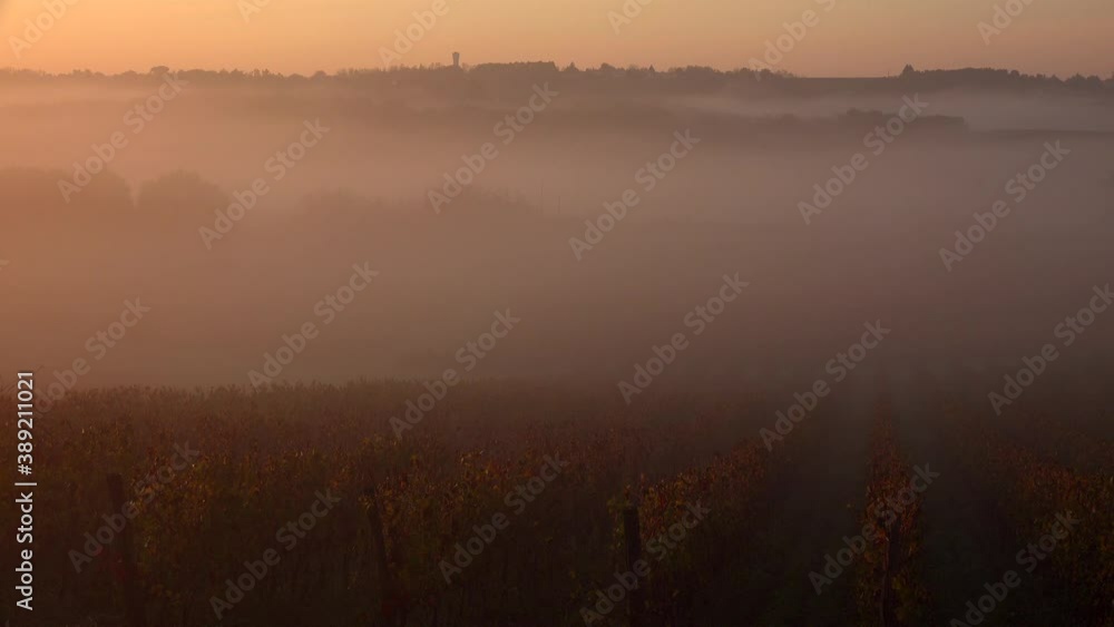 Bordeaux Vineyard at sunrise in autumn with fog, Langoiran, Gironde, Timelapse, France Bordeaux Vineyard at sunrise in autumn with fog, Langoiran, Gironde, Timelapse, France