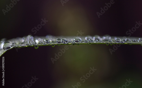 Water droplets formed on beautiful lush green foliage.