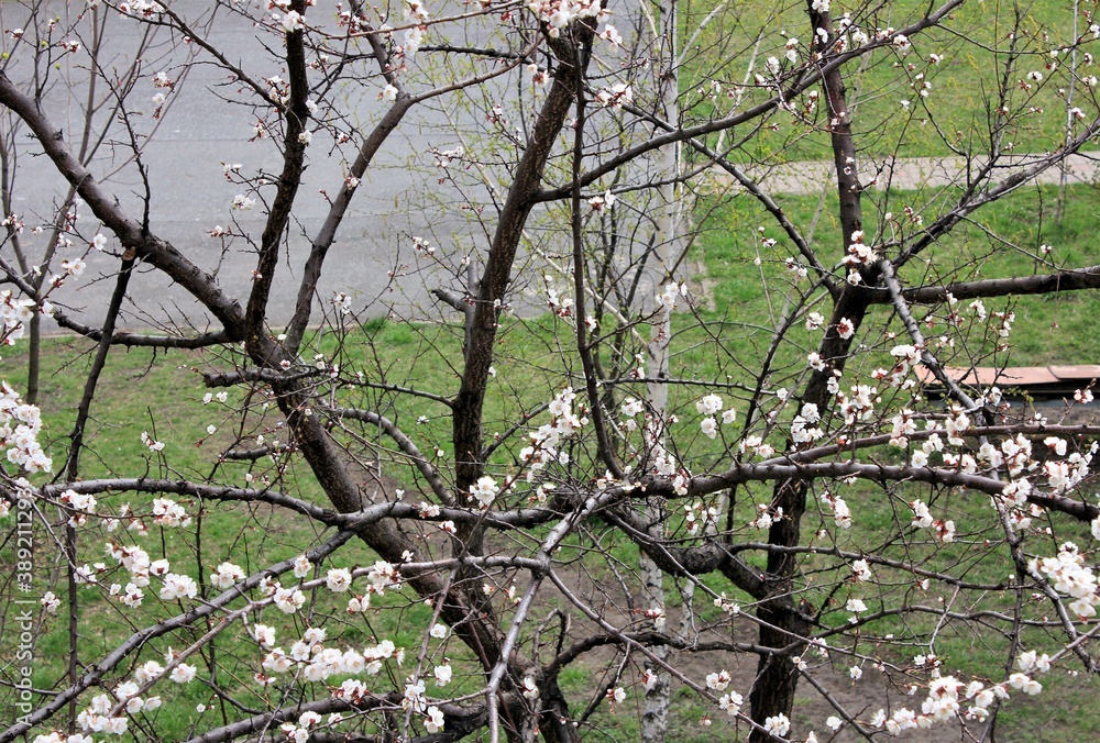 Blooming apricot trees in the city courtyard Blooming apricot trees in the city courtyard