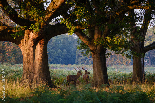 Red Deer Stags in Richmond Park