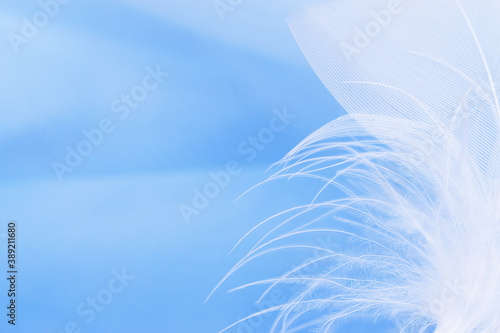 Close-up of a white feather on a blue background.Creative background. Copy space, selective focus with shallow depth of field