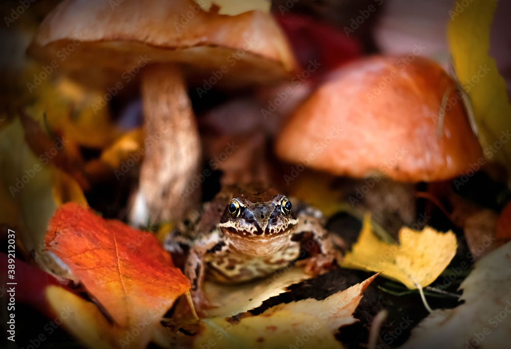 Portrait of the common frog (Rana temporaria) in the autumn forest Portrait of the common frog (Rana temporaria) in the autumn forest