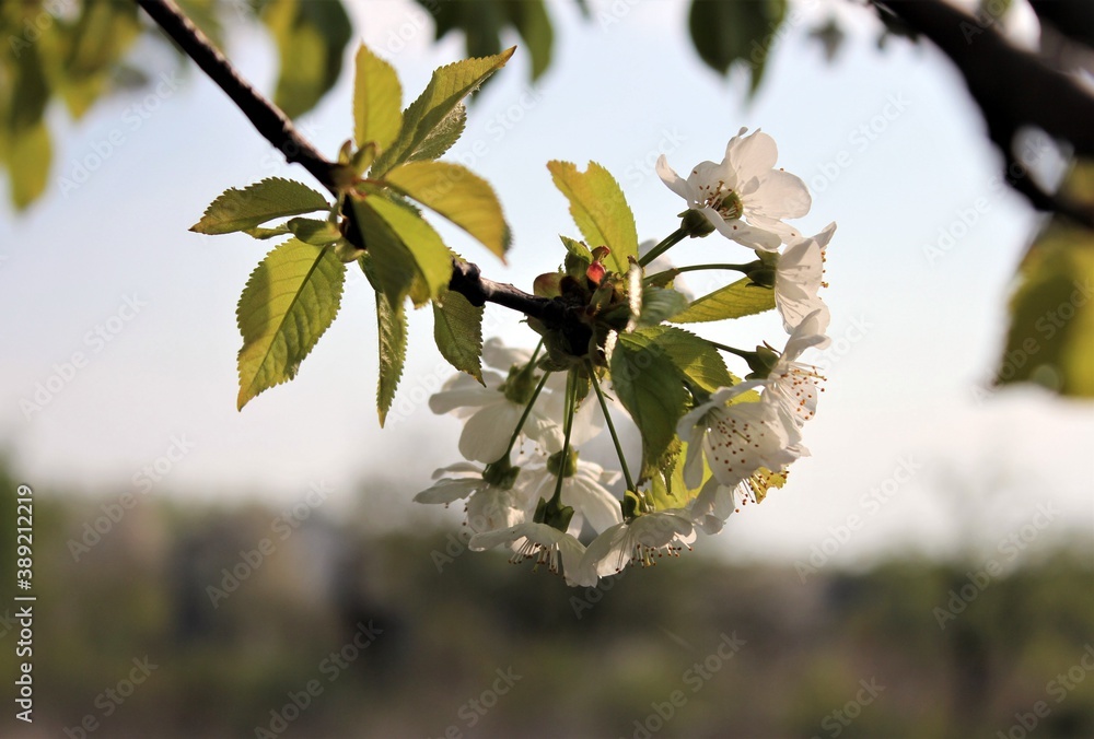 White flowers on the branches of a cherry tree in the spring sun White flowers on the branches of a cherry tree in the spring sun