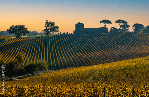 Bordeaux Vineyard at sunrise in autumn, Entre deux mers, Langoiran, Gironde, France