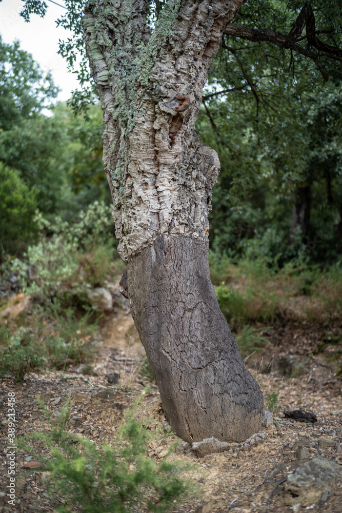Oak cork, tree trunk