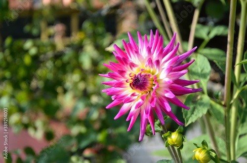 Cactus dahlia flower.  Cellular garden flower.  Large purple dahlia. macro photography 