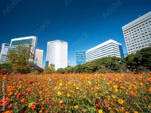 秋晴れの青空広がる東京の浜離宮庭園の風景　10月 © 正人 竹内