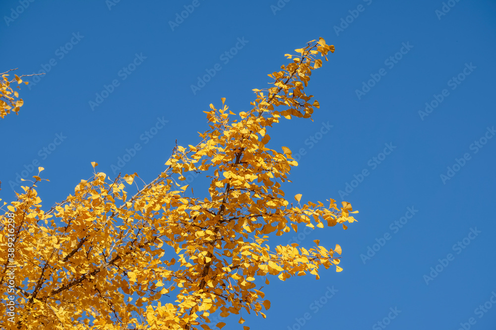 Ginkgo biloba autumn foliage also known as the maidenhair tree in geneva, Switzerland Ginkgo biloba autumn foliage also known as the maidenhair tree in geneva, Switzerland