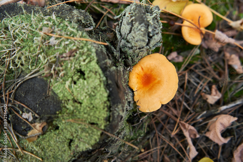 mushrooms in the forest on the tree stump mushrooms in the forest on the tree stump