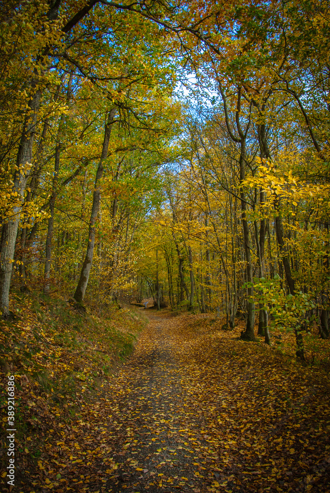 Der Weg durch den Herbstwald
