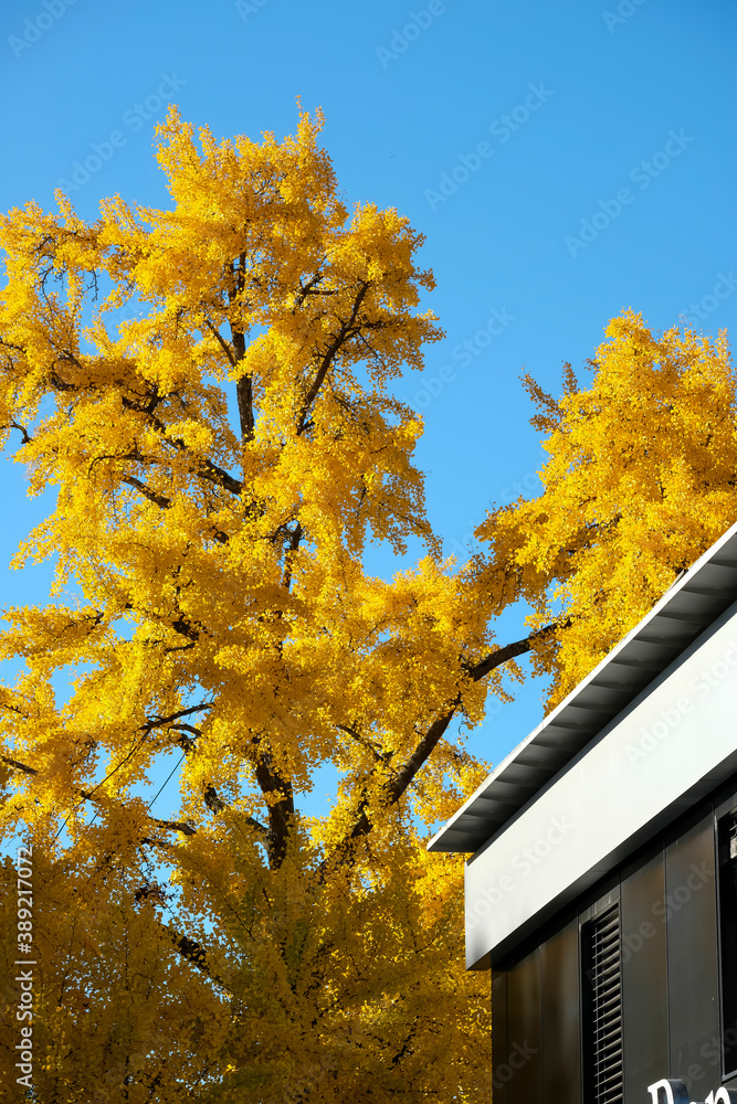 Ginkgo biloba autumn foliage also known as the maidenhair tree in geneva, Switzerland