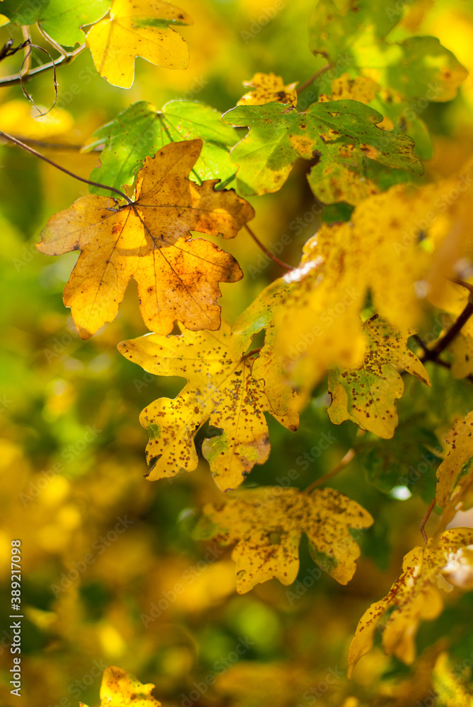 Gelbe Eichenblätter im Herbst Gelbe Eichenblätter im Herbst