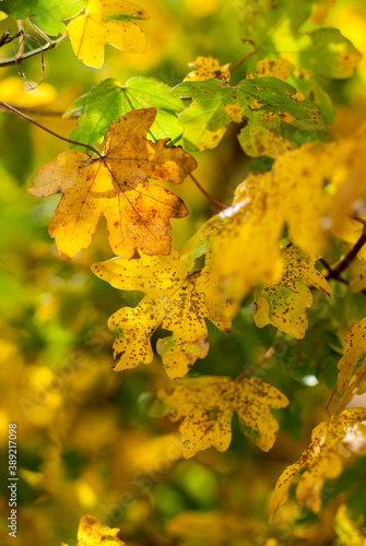 Gelbe Eichenblätter im Herbst