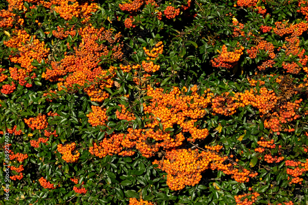 Pyracantha bright beautiful decorative red berries on bushes in geneva, Switzerland