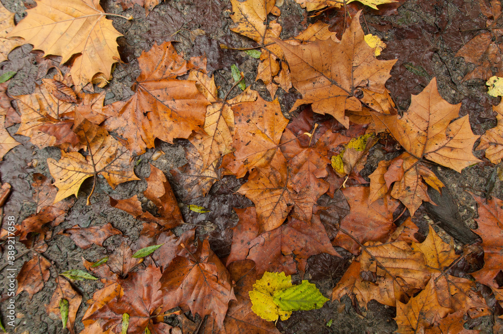 Colorful autumn maple leaves background Colorful autumn maple leaves background