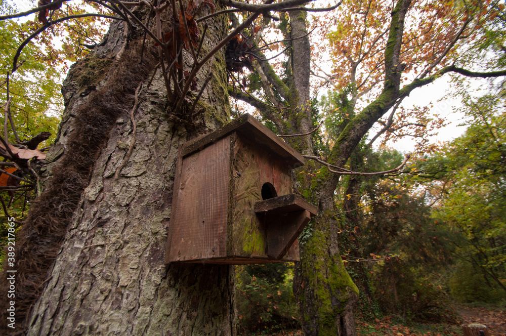 Birdhouse on a tree in the forest.
