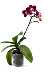 Purple orchid flower, phalaenopsis or falah on a white background. Selective focus. There is a place for your text.