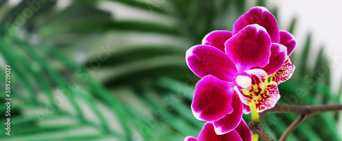 Banner. Purple orchid flower, phalaenopsis or falah on a white background. Selective focus. There is a place for text photo