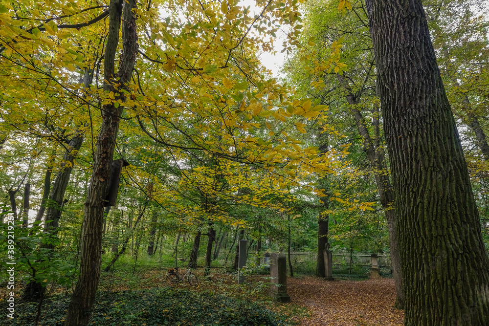  Laubwald mit starken alten Bäumen im Herbst
