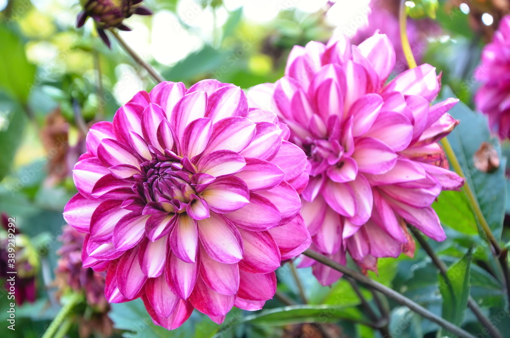 Large variegated dahlia flowers. Pink-white flowers of garden flowers. Bright petals. Summer photography. Large variegated dahlia flowers. Pink-white flowers of garden flowers. Bright petals. Summer photography.
