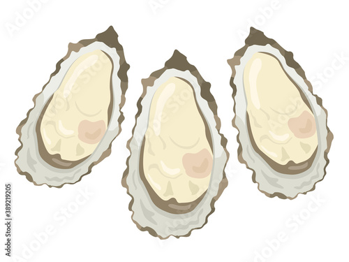 新鮮な牡蠣のイラスト