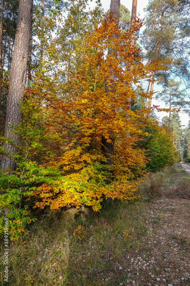 Fototapeta premium Bunte färben im Herbstwald