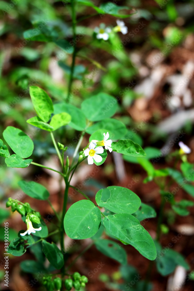 ciksweeds flower with blur background ciksweeds flower with blur background