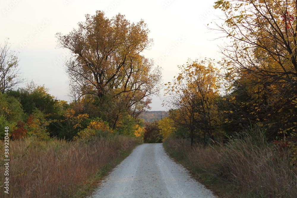 Obraz premium road in autumn forest