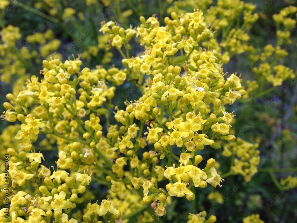 flowers flowers