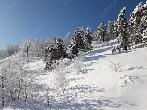 Coniferous and deciduous trees and shrubs in the snow on the slope of a small mountain. Winter Sunny day. Branches in frost. Blue sky.