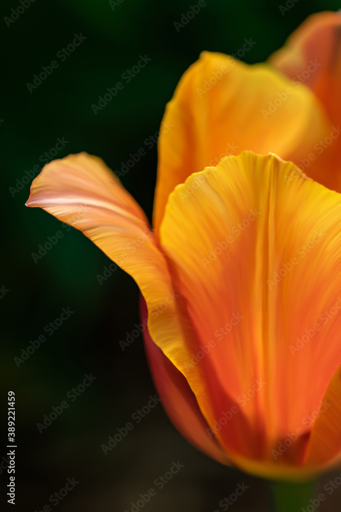 Orange tulip in the garden Orange tulip in the garden