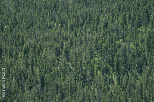 Endless amount of pine trees, in Grand Teton National Park, useful for backgrounds