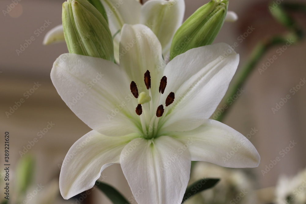 flowers flowers