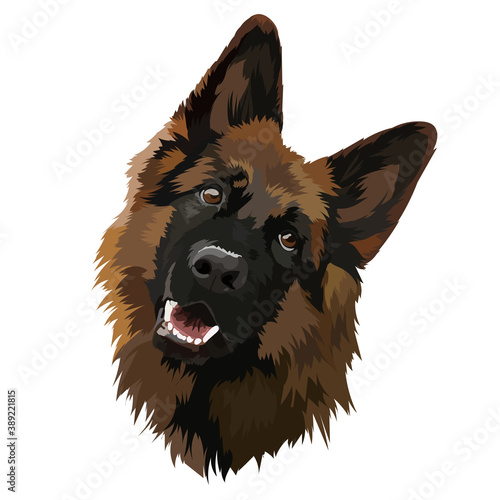 German shepherd, vector ilustration. Portrait, dog head.