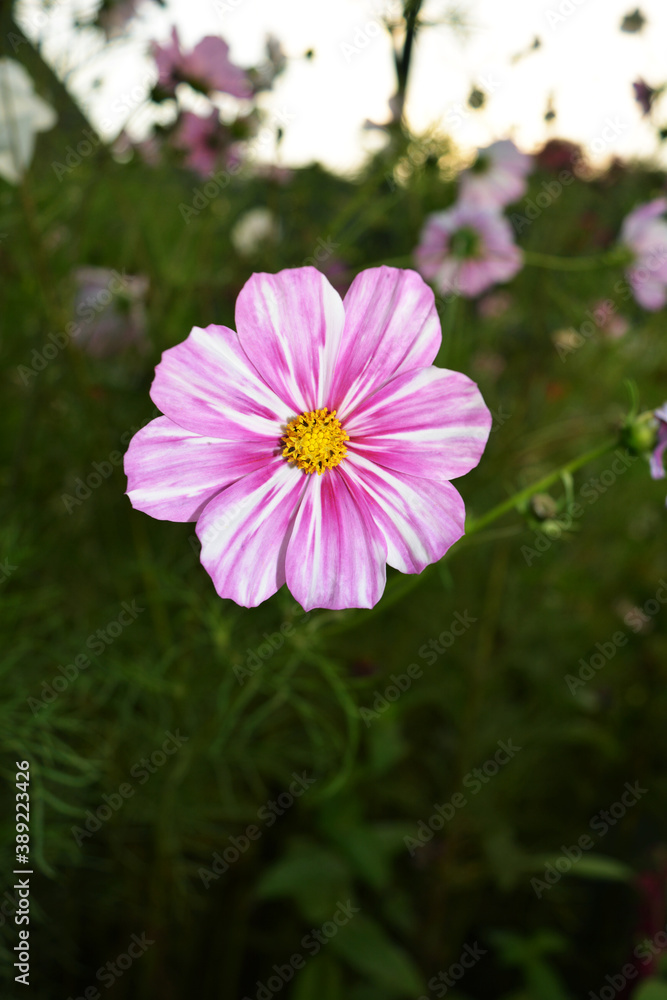 Little purple cosmea in the park Nova Sofiyivka Little purple cosmea in the park Nova Sofiyivka