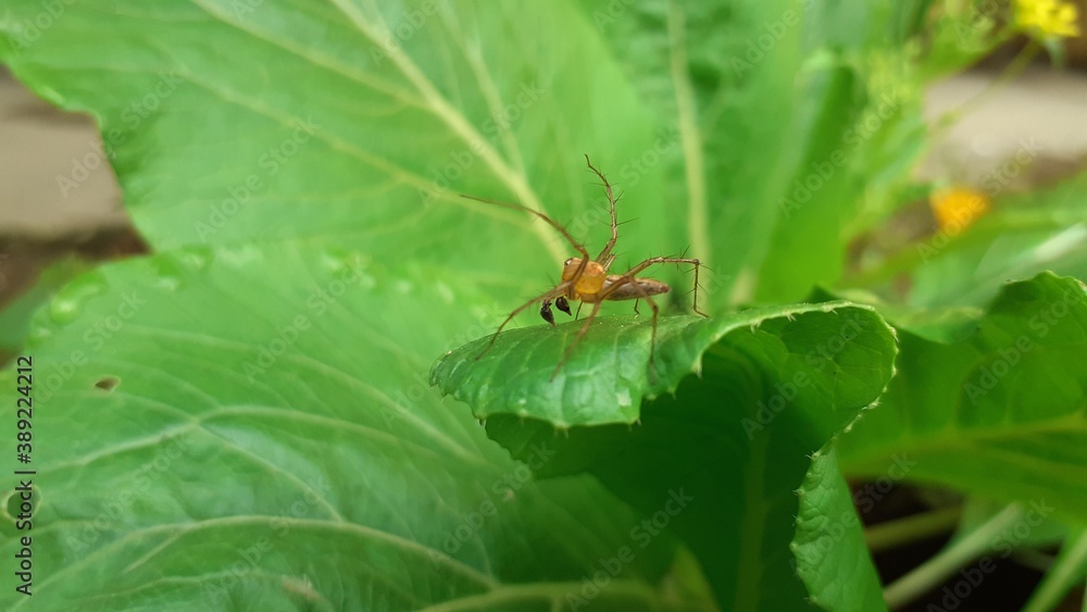 bug on a leaf bug on a leaf