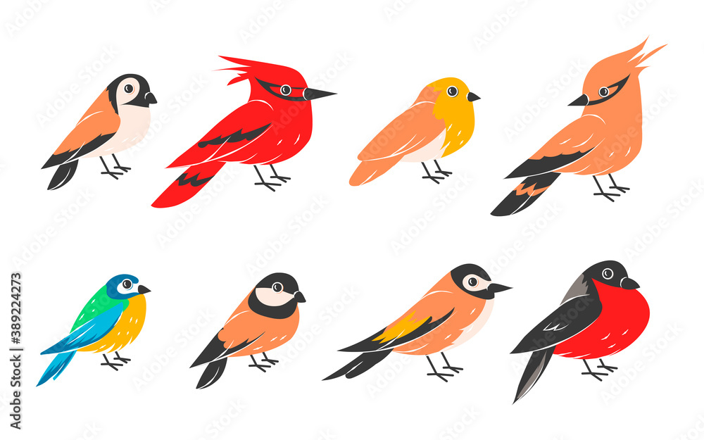 Fototapeta premium Winter birds. Cartoon wild flying animals isolated on white background, collection of sparrow, bullfinch and tit, cardinal. Cute forest creature, bright feather and plumage. Vector wildlife flat set