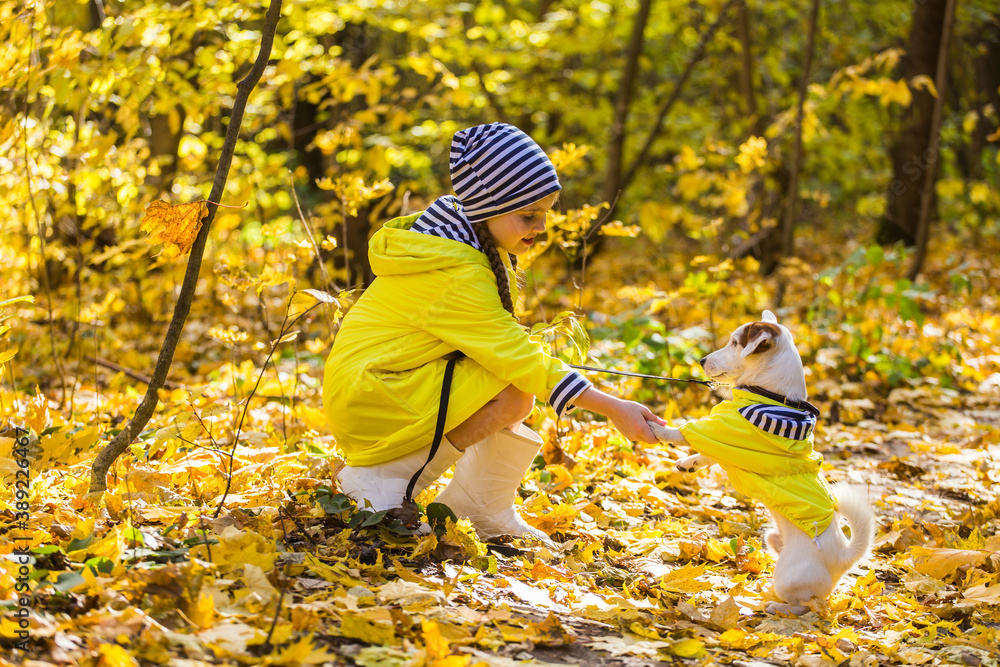 Portrait of a little girl on a background of orange and yellow leaves in an autumnal sunny day. Little puppy jack russell terrier. Pet and child concept. Friendship.