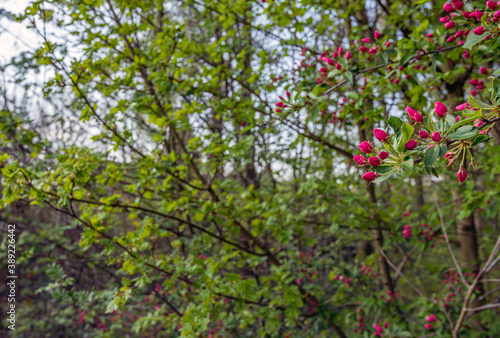Closeup of a red budding apple tree in springtime
